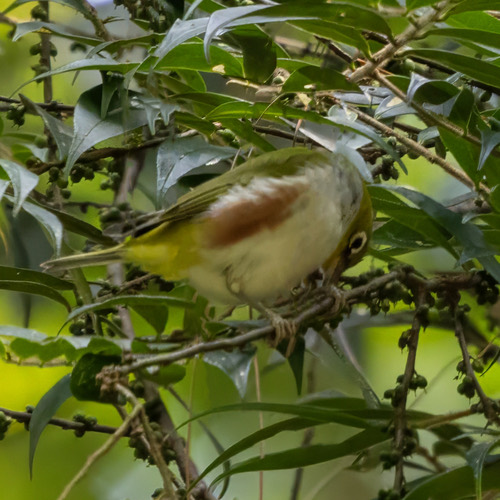 นกแว่นตาขาวสีข้างแดง · Chestnut-flanked White-eye · Zosterops erythropleurus