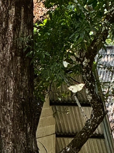 ผีเสื้อหนอนกะหล่ำอินเดีย · Indian Cabbage White · Pieris canidia