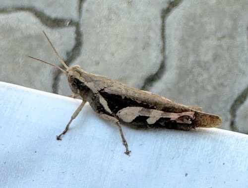 ตั๊กแตนขาลายแข้งแดง · Rufous-legged Grasshopper · Xenocatantops humilis