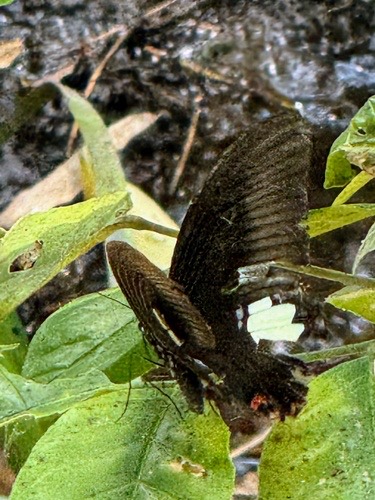 ผีเสื้อหางติ่งเฮเลน · Red Helen Swallowtail · Papilio helenus