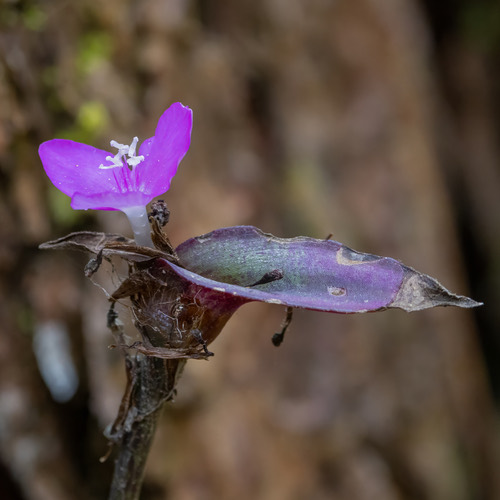 ก้ามปูหลุด · zebra plant · Tradescantia zebrina