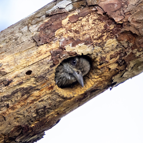 นกหัวขวานด่างแคระ · Gray-capped Pygmy Woodpecker · Yungipicus canicapillus