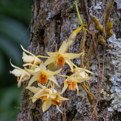เอื้องสีตาล · Dendrobium heterocarpum