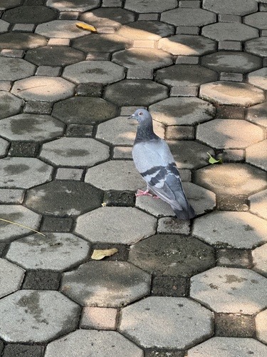 นกพิราบป่าปละ · Feral Pigeon · Columba livia domestica