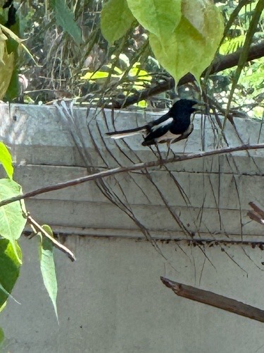 นกกางเขนบ้าน · Oriental Magpie-Robin · Copsychus saularis