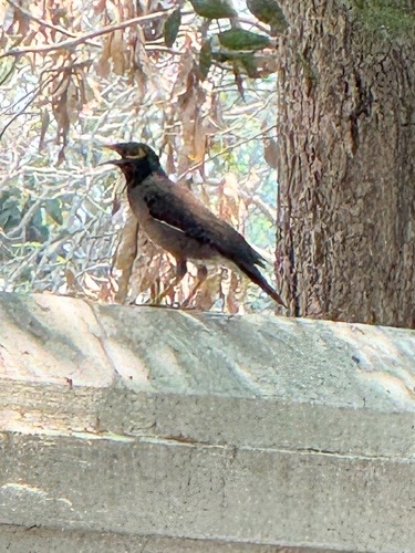 นกเอี้ยงสาริกา · Common Myna · Acridotheres tristis