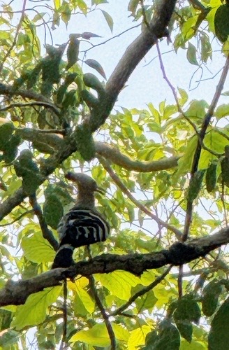นกกะรางหัวขวาน · Common Hoopoe · Upupa epops
