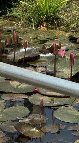 บัวแดง · Red water lily · Nymphaea rubra
