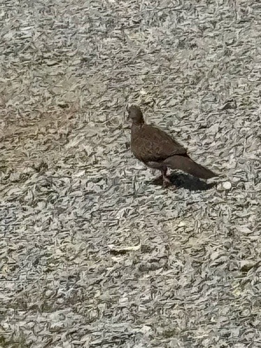 นกเขาใหญ่ · Spotted Dove · Spilopelia chinensis