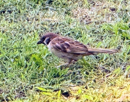 นกกระจอกบ้าน · Eurasian Tree Sparrow · Passer montanus
