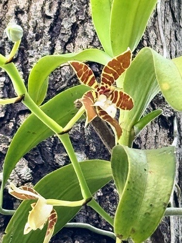 Trichoglottis fasciata
