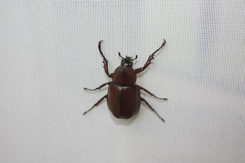 Xylotrupes socrates siamensis