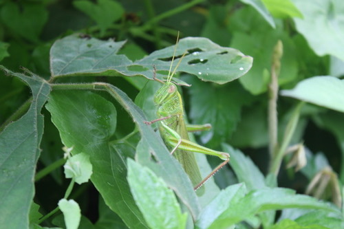 Large Green Grasshopper · Chondracris rosea