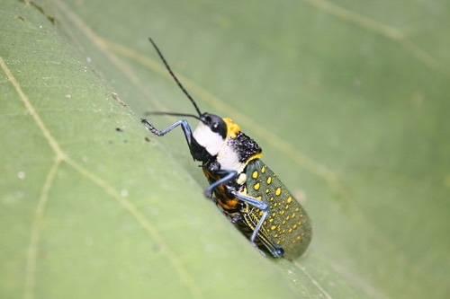 ตั๊กแตนผี · Spotted Locust · Aularches miliaris