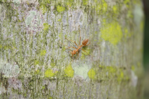 มดแดง · Asian Weaver Ant · Oecophylla smaragdina