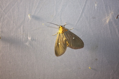 Tropical Tiger Moth · Asota caricae