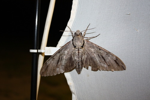 Plain grey hawkmoth · Psilogramma increta