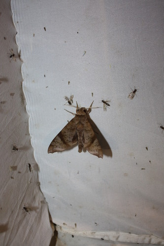 Acosmeryx shervillii
