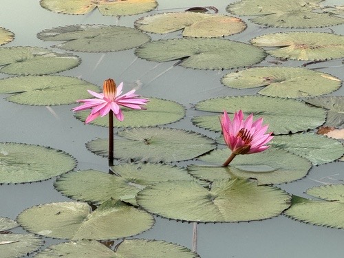 Nymphaea × rosea