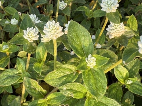 บานไม่รู้โรยป่าดอกยาว · prostrate globe-amaranth · Gomphrena celosioides