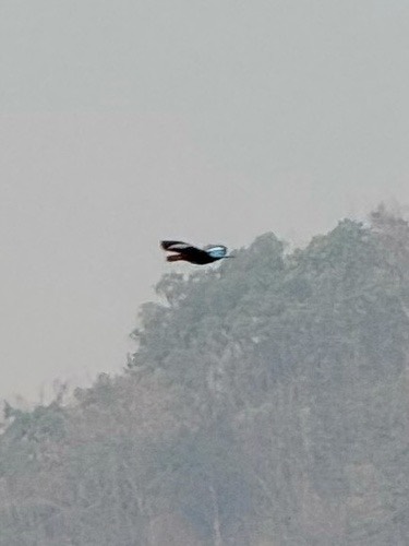นกกะเต็นอกขาว · White-throated Kingfisher · Halcyon smyrnensis