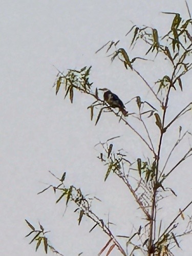 นกกิ้งโครงคอดำ · Black-collared Starling · Gracupica nigricollis