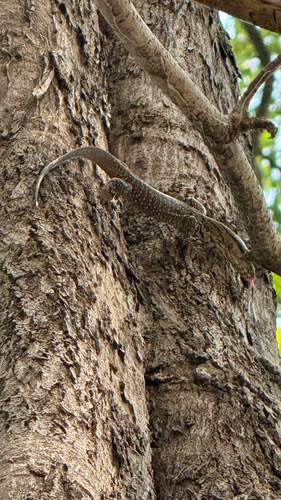 ตะกวด · Clouded Monitor · Varanus nebulosus
