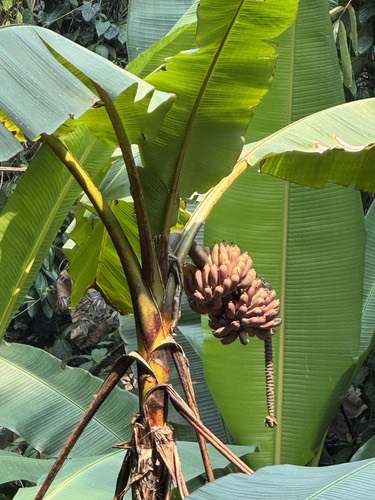 กล้วยหก · Yunnan banana · Musa itinerans