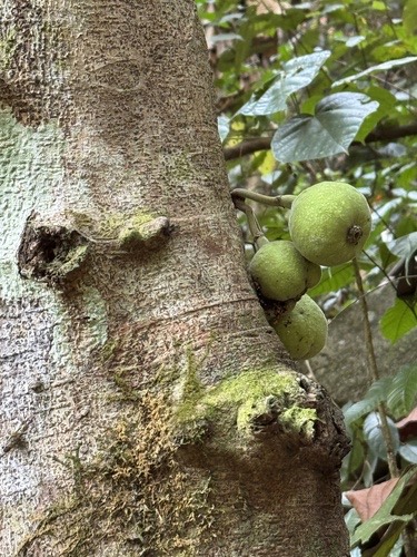 มะเดื่อหว้า · Roxburgh fig · Ficus auriculata