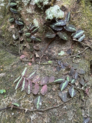 ปีกแมลงสาบ · Trailing Watermelon Begonia · Procris repens