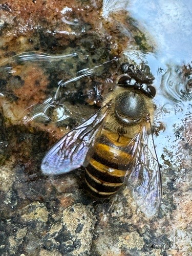 ผึ้งโพรง · Asian Honey Bee · Apis cerana