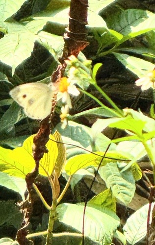 ผีเสื้อหนอนกะหล่ำอินเดีย · Indian Cabbage White · Pieris canidia