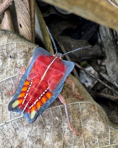 มวนลำไย · Lychee Stink Bug · Tessaratoma papillosa