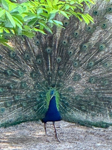 นกยูงอินเดีย · Indian Peafowl · Pavo cristatus
