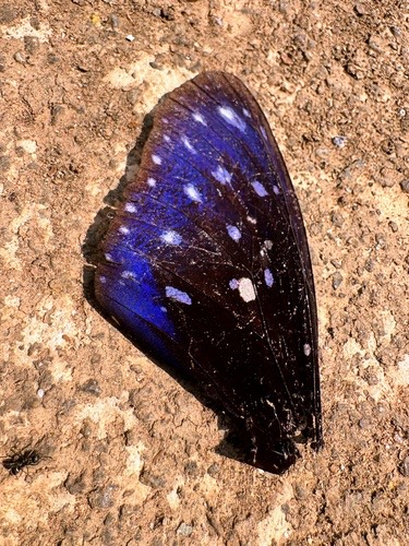 ผีเสื้อจรกาเมียลาย · Striped Blue Crow · Euploea mulciber