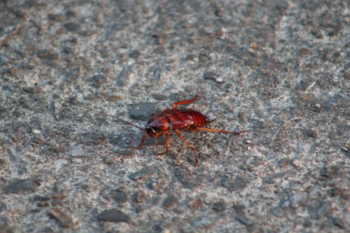 แมลงสาบอเมริกัน · American Cockroach · Periplaneta americana