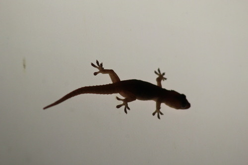 จิ้งจกบ้านหางหนาม · Asian House Gecko · Hemidactylus frenatus