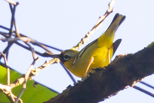 นกเสือแมลงหน้าสีตาล · Clicking Shrike-Babbler · Pteruthius intermedius