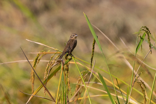 นกจาบปีกอ่อนอกเหลือง · Yellow-breasted Bunting · Emberiza aureola