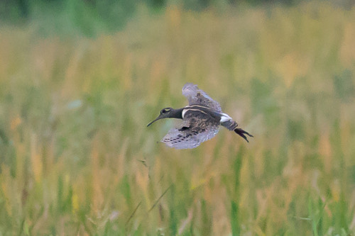 นกโป่งวิด · Greater Painted-Snipe · Rostratula benghalensis