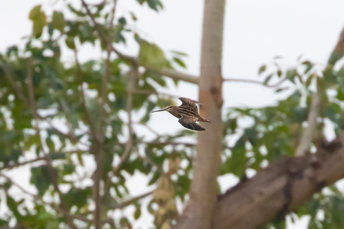 นกปากซ่อมหางเข็ม · Pin-tailed Snipe · Gallinago stenura
