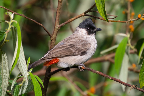 นกปรอดหัวสีเขม่า · Sooty-headed Bulbul · Pycnonotus aurigaster