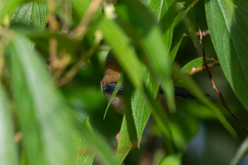 นกศิวะปีกสีฟ้า · Blue-winged Minla · Actinodura cyanouroptera