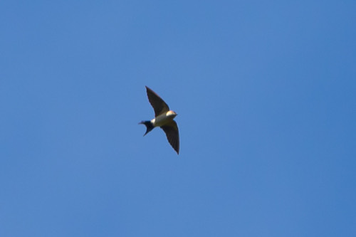 นกนางแอ่นตะโพกแดง · Eastern Red-rumped Swallow · Cecropis daurica