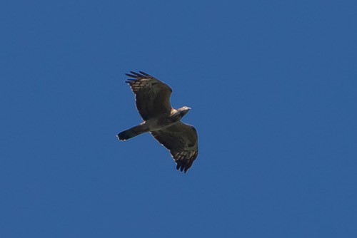 เหยี่ยวผึ้ง · Oriental Honey-buzzard · Pernis ptilorhynchus