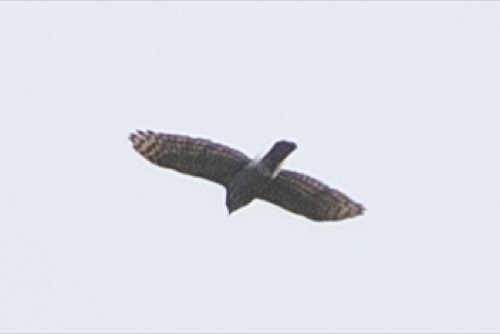 เหยี่ยวนกเขาหงอน · Crested Goshawk · Lophospiza trivirgata