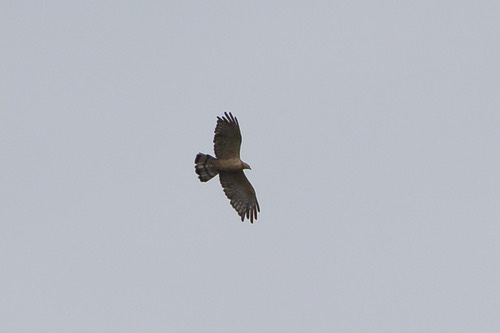 เหยี่ยวผึ้ง · Oriental Honey-buzzard · Pernis ptilorhynchus