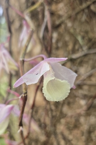 เอื้องสายล่องแล่ง · Hooded Orchid · Dendrobium aphyllum