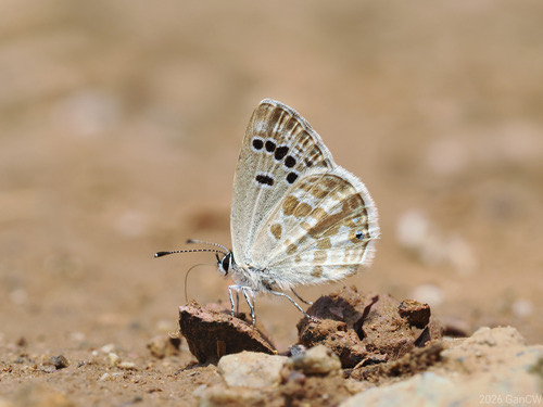 ผีเสื้อกามเทพจุดดำ · Black Spotted Cupid · Tongeia ion