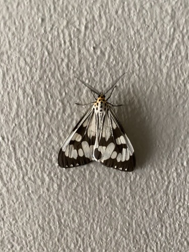 Marbled White Moth · Nyctemera adversata